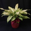 Premium pot, perfect for any home or office.  Tropical plant or