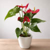 Potted anthurium plant with red blooms in a white ceramic pot
