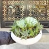 White bowl planter with assorted succulents and pale green rosettes