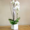 A single white Phalaenopsis orchid rises from a sleek white ceramic square