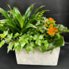 Potted green plant arrangement with orange flowers in a white container