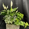 Potted arrangement with white peace lilies and variegated foliage in a rectangular planter