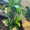 Tall mixed green houseplant arrangement in a white woven basket planter