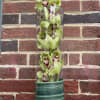 Tall glass vase with green orchids and burgundy centers