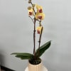 Potted yellow orchid with purple centers in a beige ceramic pot