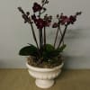 Potted dark purple orchids in a white pedestal planter