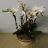 White orchid plant in a ceramic pot with moss