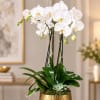 White orchids in a gold pot with a small succulent at the base.