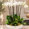 White orchid plant in a white bowl planter