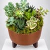 Mixed succulent arrangement in a round brown planter