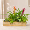 Wooden planter with colorful bromeliad plants and succulents