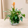 Tropical potted plant arrangement with orange and pink blooms in a silver container