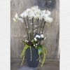 Tall white orchid arrangement in a dark square planter