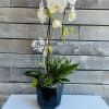 White orchid arrangement in a black vase with green accents