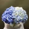 Blue and white hydrangeas arranged in a clear glass vase