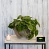 Potted green houseplant in a gray planter beside a lit candle