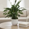Potted peace lily in a white ceramic planter on a table