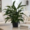 Potted peace lily plant with white blooms on a table