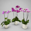 Three potted orchid plants with pink and purple blooms