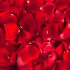 Dense layer of scattered red rose petals in a close-up view
