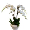 White orchid plant in a white ceramic pot