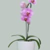 Pink orchid plant in a white pot