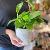 Small potted green houseplant in a textured white pot