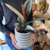 Potted rubber plant in a white patterned container