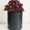 Dark burgundy succulent arrangement in a black cylindrical pot