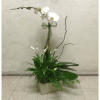 White orchid arrangement in a square container with green foliage