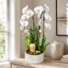 Phalaenopsis Twin Stems Orchid Plant: Beautiful Twin orchids in a clear vase/wooden