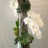 White orchids and succulents arranged in a tall glass vase with driftwood