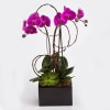 Manhattan Orchid Luxe
Inspired by the refined style of New York living, the