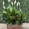A peace lily arrangement designed in a decorative wooden container.