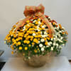 Monsterous bi-color outdoor chrysanthemums that will bloom through the season! Simply amazing!