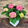 Pink hydrangea blooms in a white pot