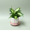 A cheerful little companion designed to brighten the everyday. This easy-care houseplant