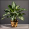 Potted variegated green houseplant in a woven basket