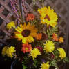 A bouquet of smiles in both the late summer and autumn. 