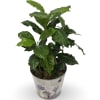 Select this festive spring themed coffee plant. The base of the plant