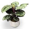 Select this unique and bold Calathea that is easy to care for