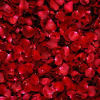 Close-up of dense red rose petals covering the frame