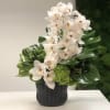 White Phalaenopsis orchids and bright green hydrangea in a sleek black vase