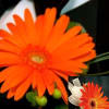 Bright orange gerbera daisy with a small ribbon accent
