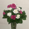 Pink and white carnations in a clear glass vase