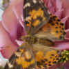 A sweet little box filled with 12 live painted lady butterflies for