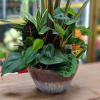 Mixed tropical houseplant arrangement in a ceramic bowl