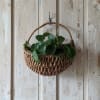 2 4" pothos plant inside basket