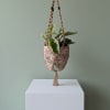 6" pepperomia in ceramic 