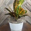 Hand-picked &amp; potted with love. This stunning variegated Croton plant features bold